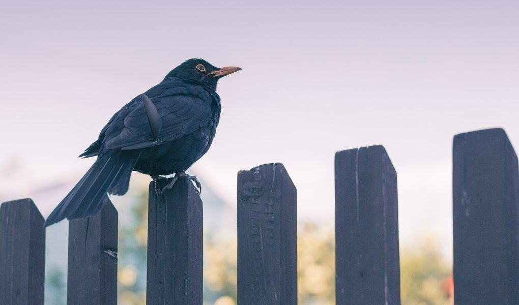 Oiseau sur une clôture